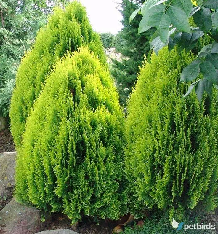 Τούγια (Thuja occidentalis)