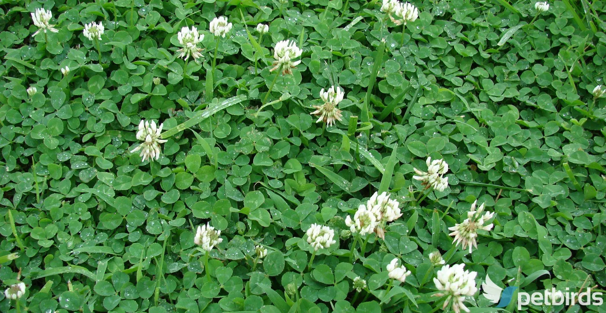 Τριφύλλι λευκό (Trifolium repens)