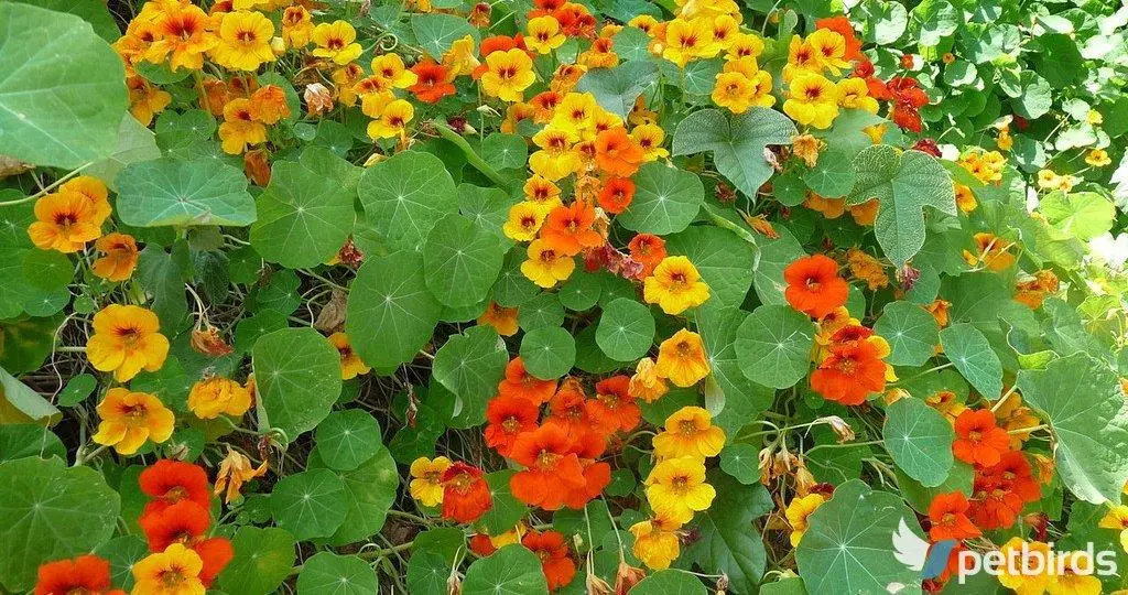 Τροπαίολο (Tropaeolum)