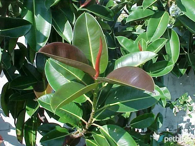 Φίκος ελαστικός (Ficus elastica)