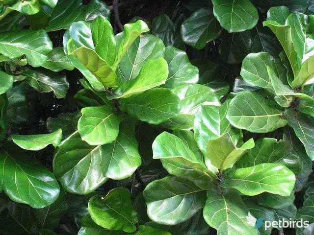 Φίκος λυράτα (Ficus lyrata)