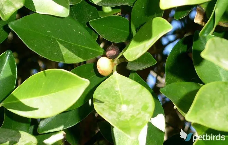 Φίκος ο μικρόκαρπος (Ficus microcarpa)