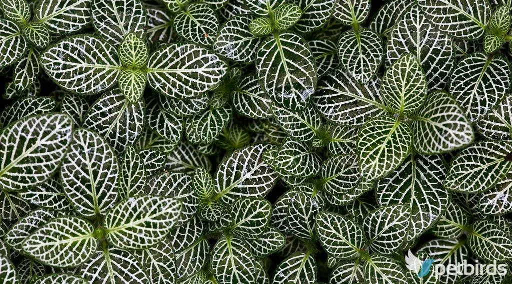 Φιττόνια (Fittonia)