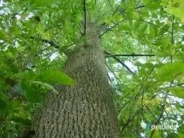 Φράξινος (Fraxinus)