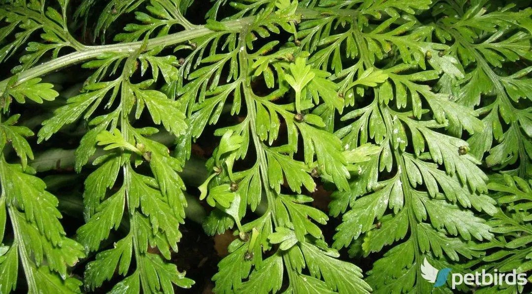 Φτέρη Ν. Ζηλανδίας (Asplenium bulbiferum)