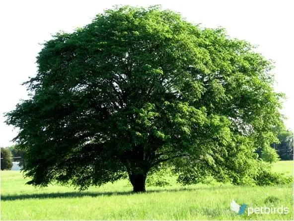 Φτελιά (Ulmus)