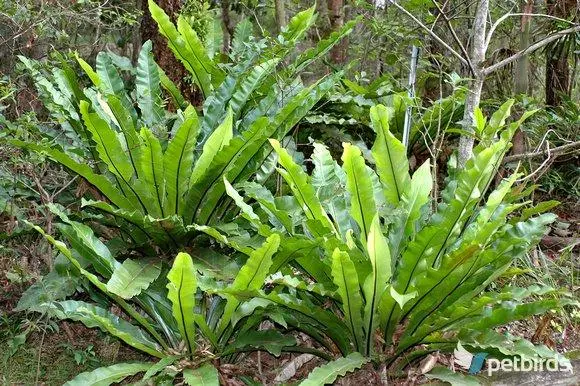 Φωλιά του πουλιού (Asplenium nidus)