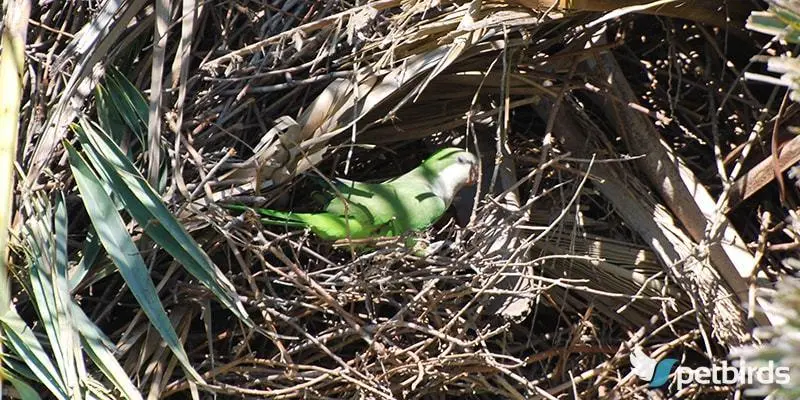 Φωλιά Quaker parakeet