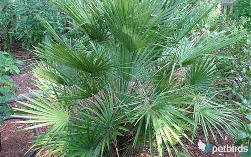 Χαμαίρωπας (Chamaerops humilis)