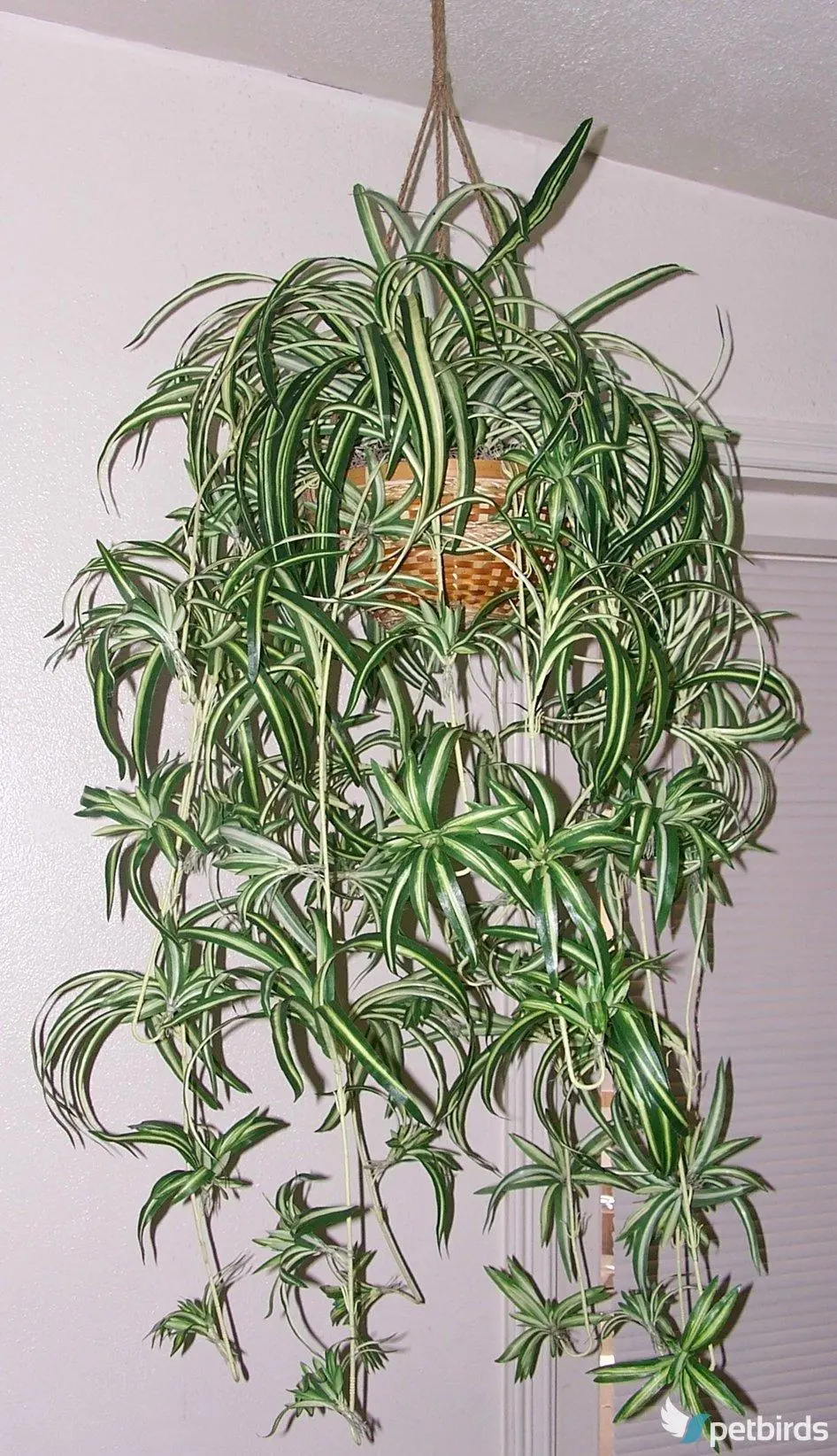 Χλωρόφυτο (Chlorophytum comosum)