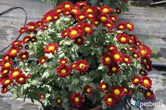 Χρυσάνθεμα (Chrysanthemum indicum)