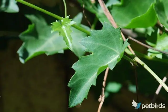 Ψευτοκισσός (Cissus rhombifolia)