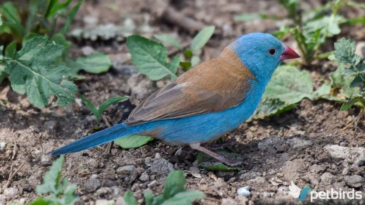 Blue-capped cordon-bleu