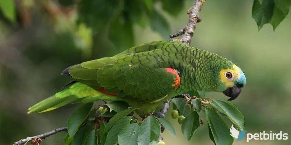 Blue-fronted Amazon