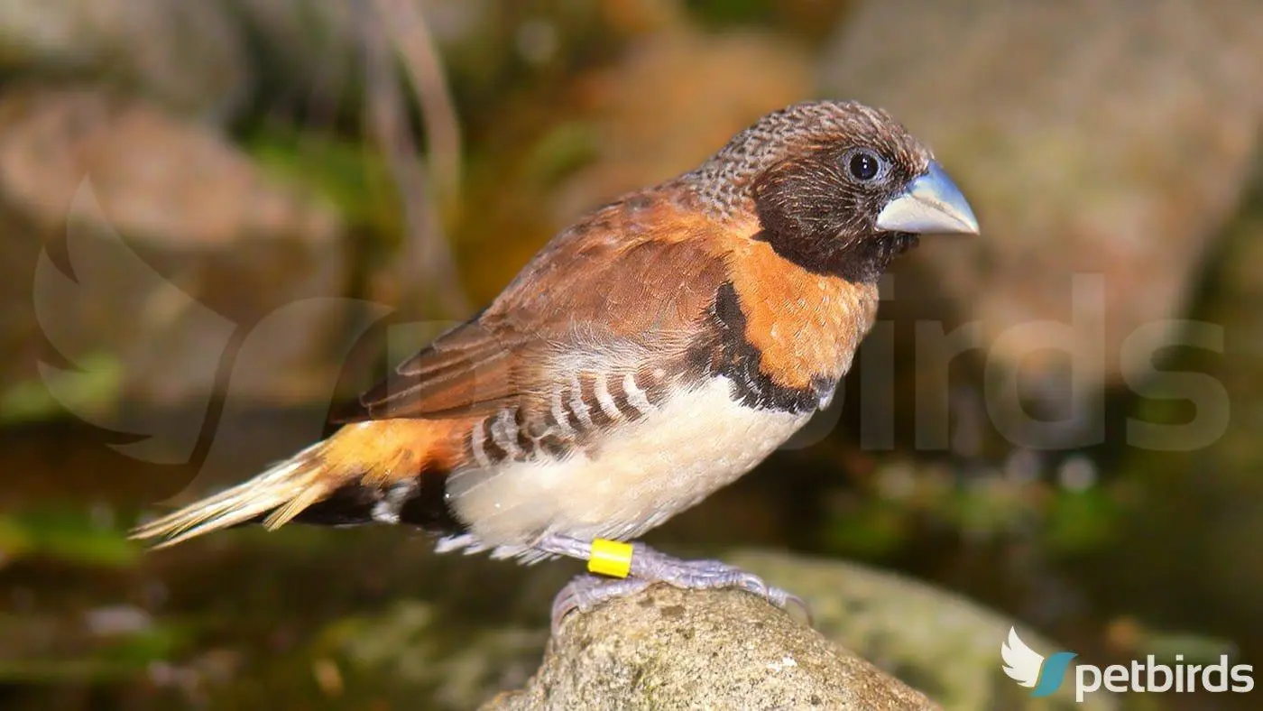 Chestnut-breasted mannikin