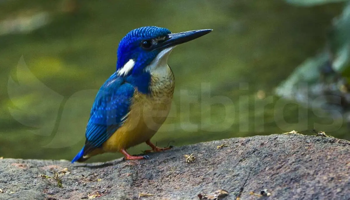 Half-collared kingfisher