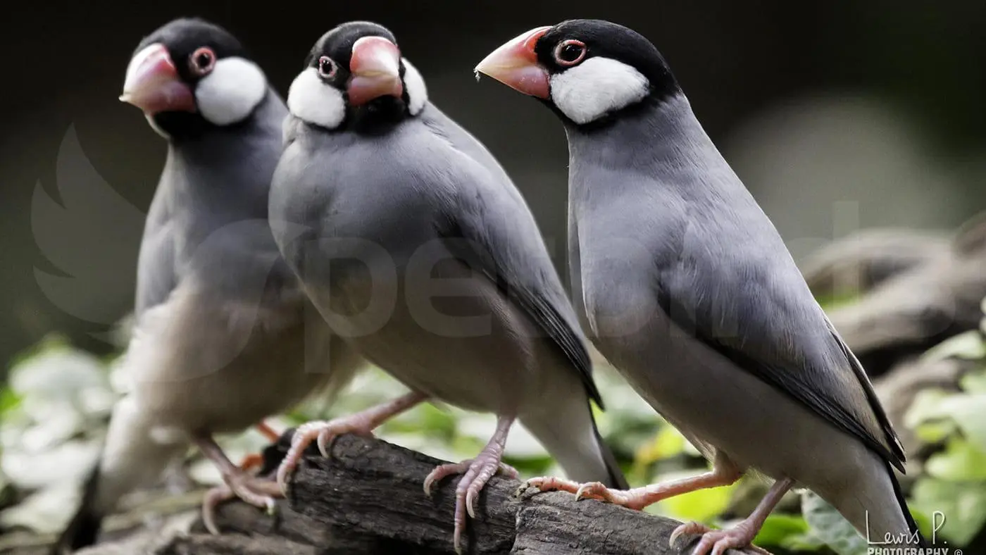 Java finches