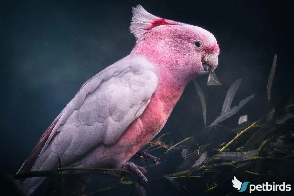 Leadbeater's ή Major Mitchell's cockatoo