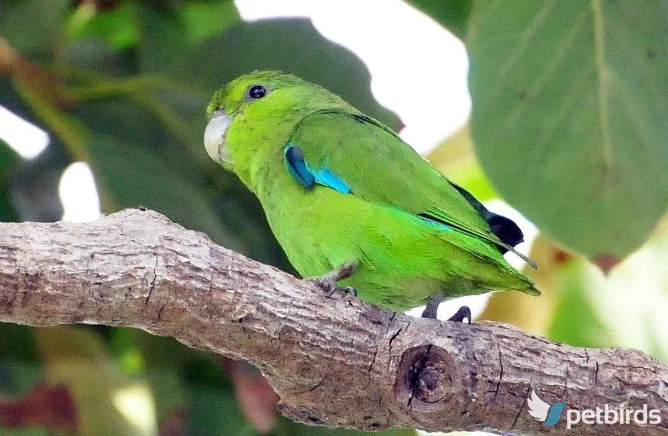 Mexican Parrotlet (Forpus cyanopygius)