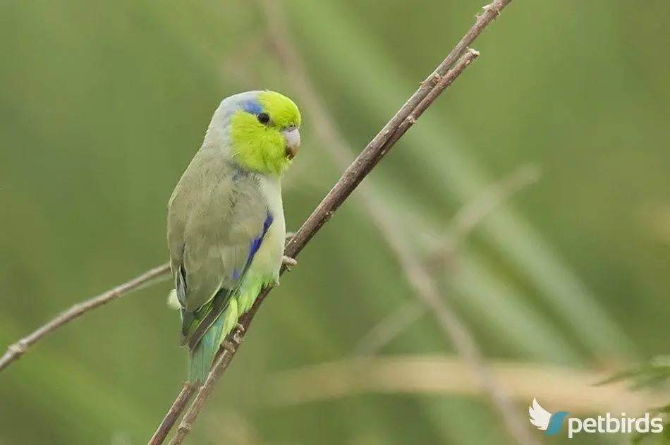 Pacific Parrotlet (Forpus coelestis)