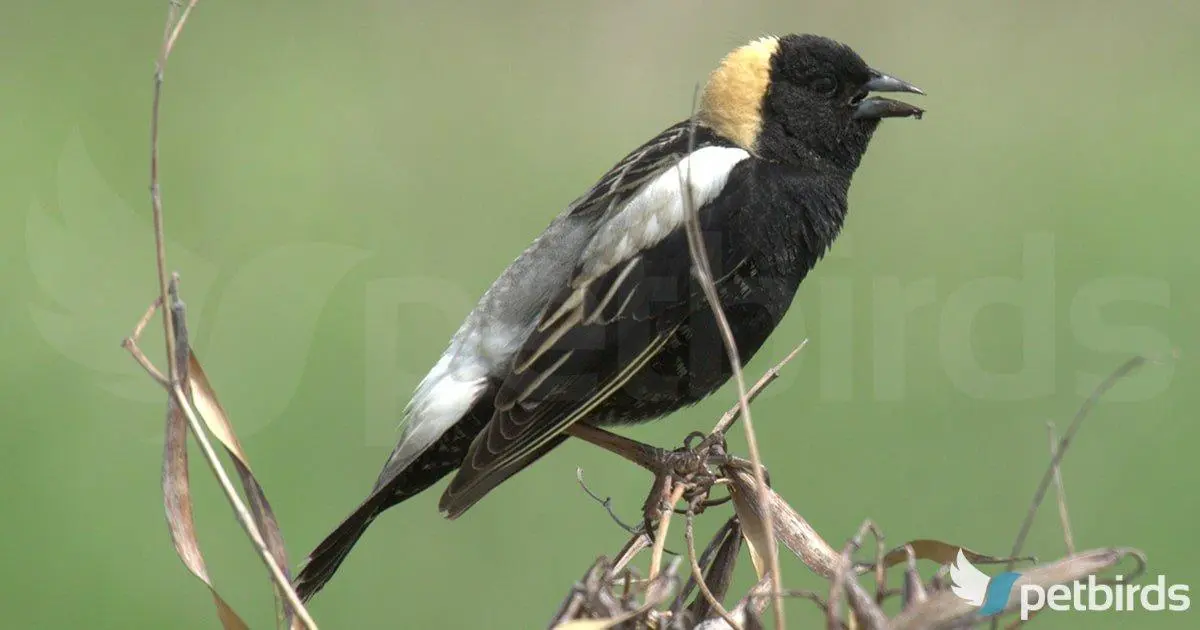 Photo: Αρσενικός δολιχόνυχας ορυζοφάγος (Bobolink)