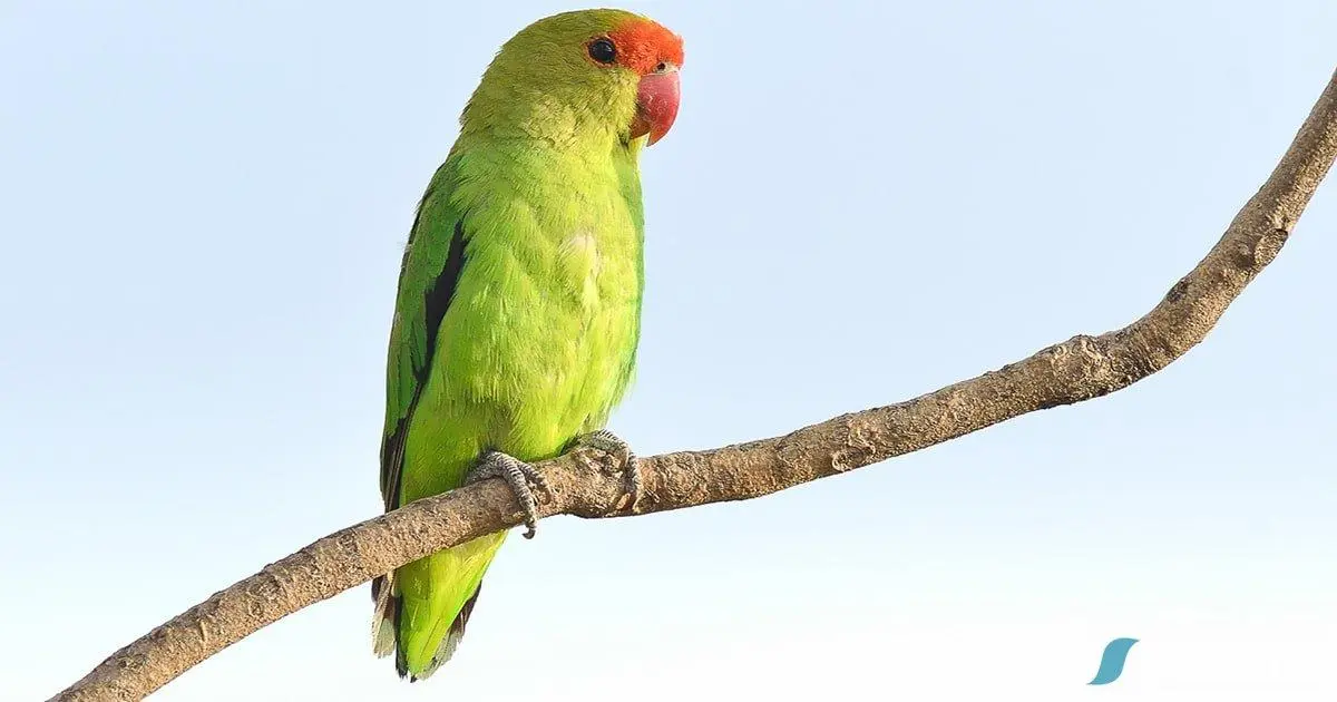 Photo Αρσενικό Black-winged lovebird