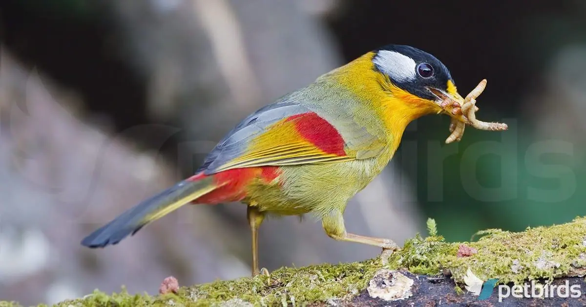 Photo Αρσενικό Silver-eared mesia