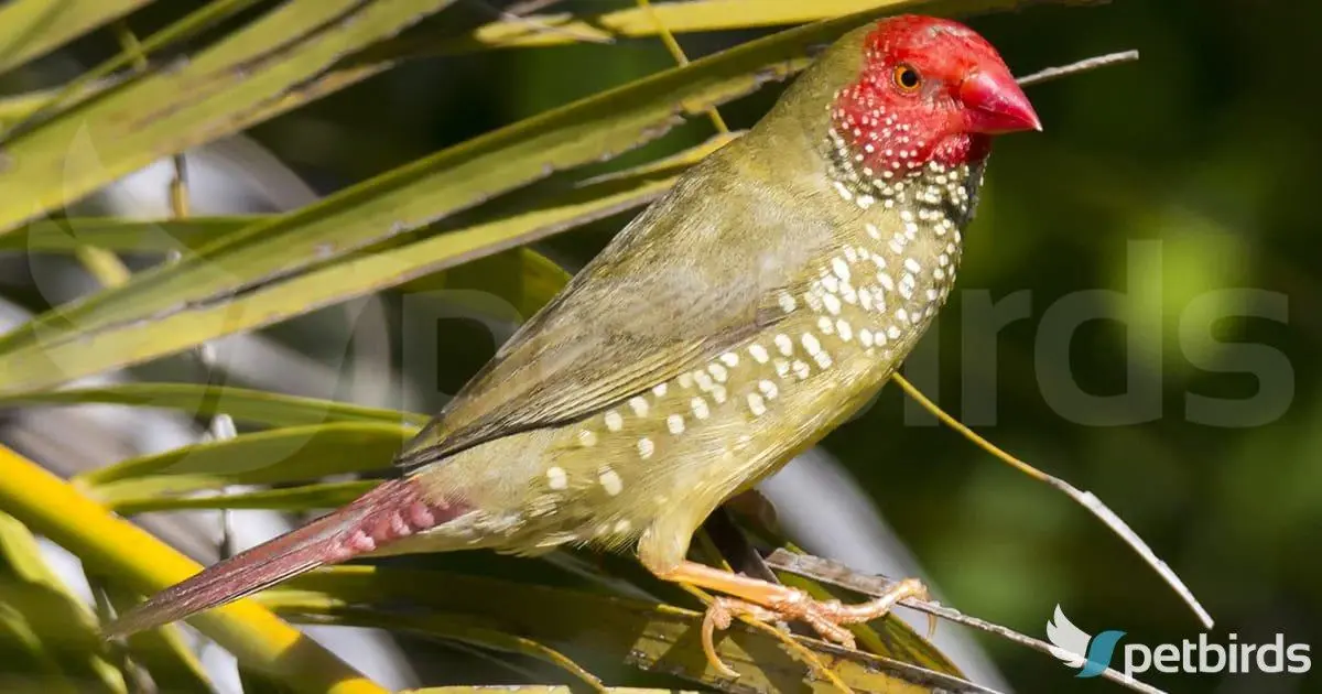 Photo Αρσενικό Star-finch