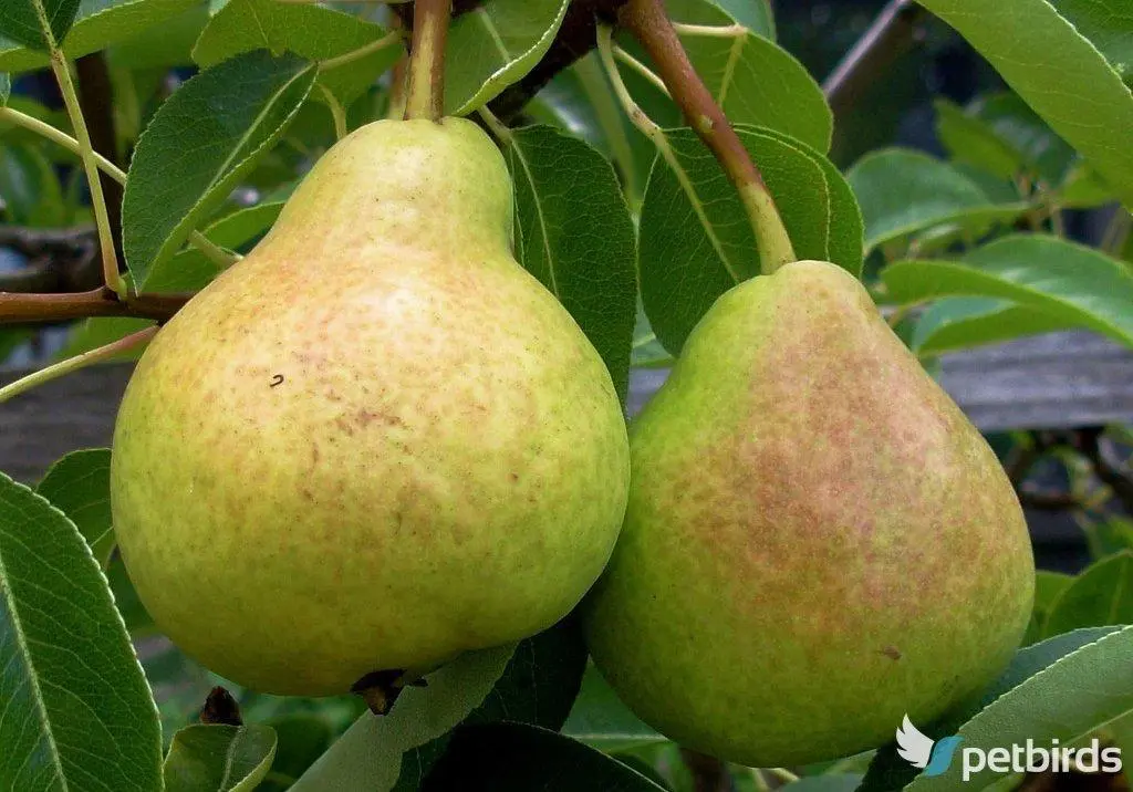 Photo: Αχλαδιά (Αχλάδια) - Pear (Pyrus)