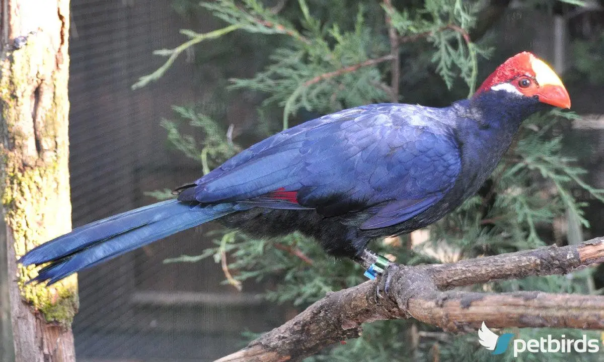 Photo Βιολετί τουράκο (Violet turaco)