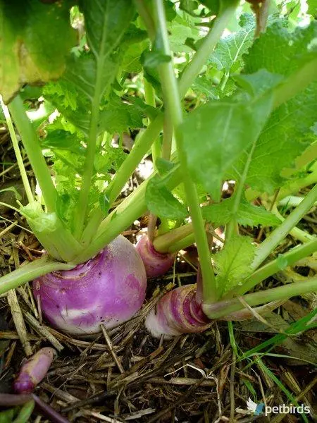 Photo Γογγύλια πράσινα - Turnip greens (Brassica Rapa)