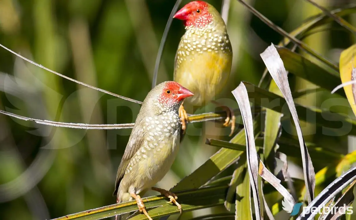 Photo Ζευγάρι Star-finch