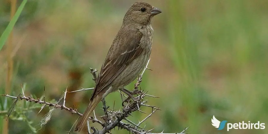 Photo Θηλυκή Ροδόσπιζα (Carpodacus erythrinus)