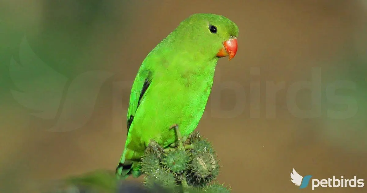 Photo Θηλυκό Black-winged lovebird