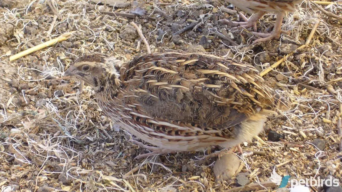 Photo Κοινό ορτύκι Coturnix coturnix