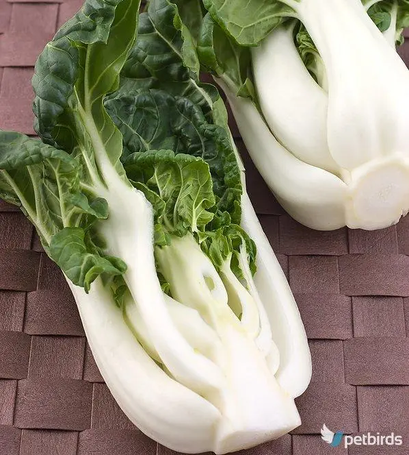 Photo Λάχανο Κινέζικο - Bok choy (Brassica rapa chinensis)