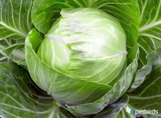 Photo Λάχανο - Cabbage (Brassica oleracea)