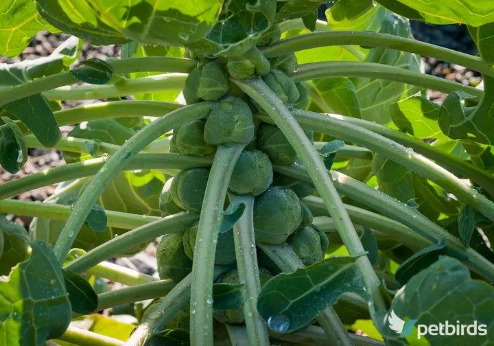 Photo Λαχανάκια Βρυξελλών - Brussels sprouts (Brassica oleracea)