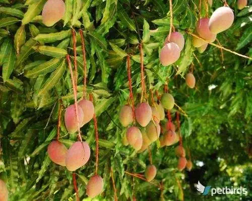 Photo: Μάνγκο - Mango (Mangifera)