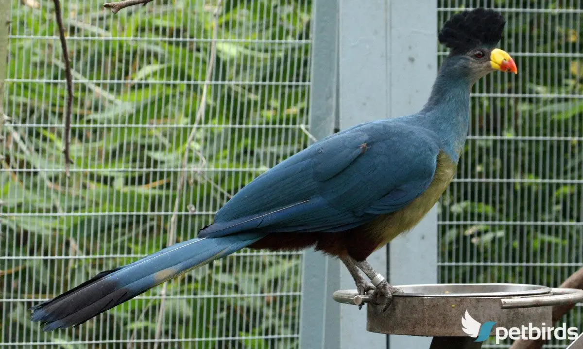 Photo Μεγάλου μπλε τουράκο (Great blue turaco)