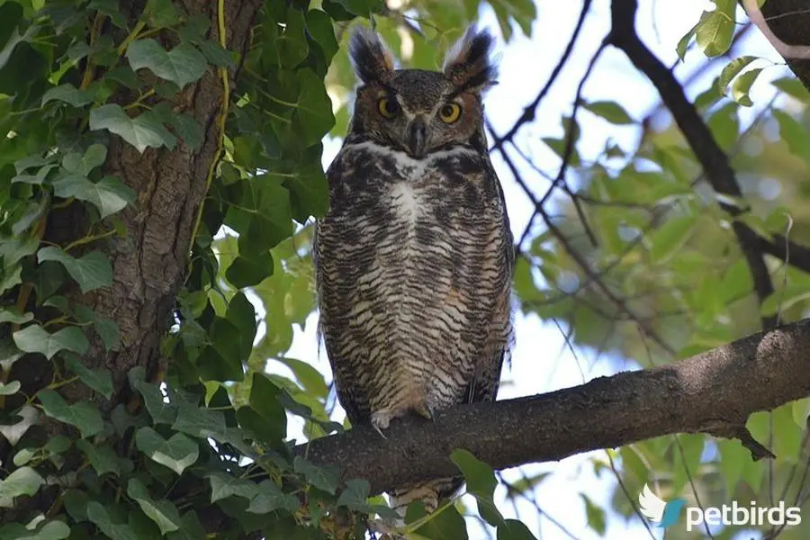 Photo Μπούφος της Βιρτζίνια Great horned owl (Bubo virginianus)