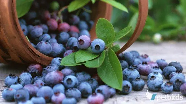 Photo: Μύρτιλα - Blueberries (Vaccinium myrtillus)