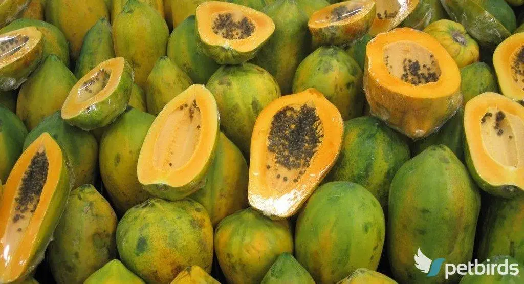 Photo: Παπάγια - Papaya (Carica papaya)