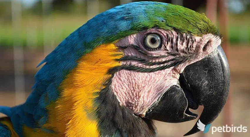 Photo Πορτραίτο Παπαγάλου Macaw Ara ararauna