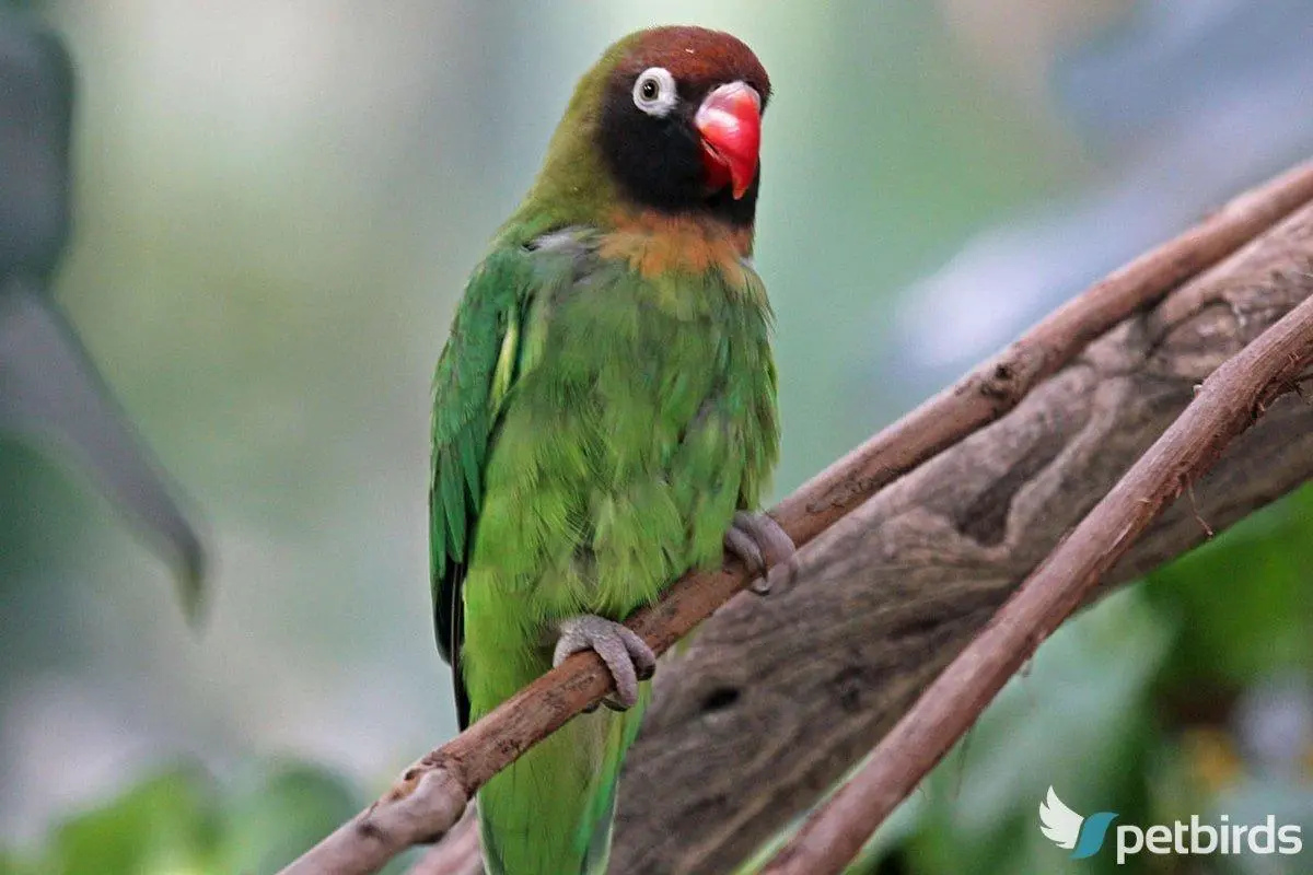 Photo Σταχτοκέφαλη αγαπόρνιθα - black cheeked lovebird