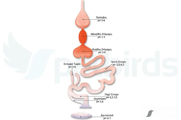 Photo Το pH στο γαστρεντερικό των πτηνών