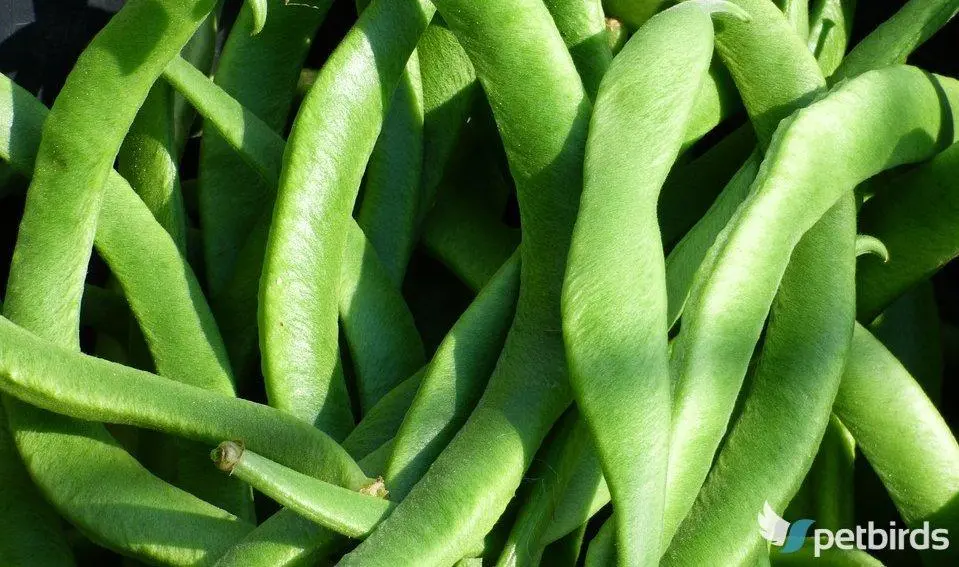 Photo Φασολάκια φρέσκα - Green beans