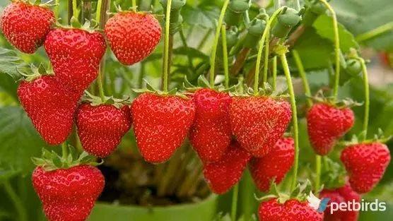 Photo: Φράουλες - Strawberries (Fragaria ananassa)