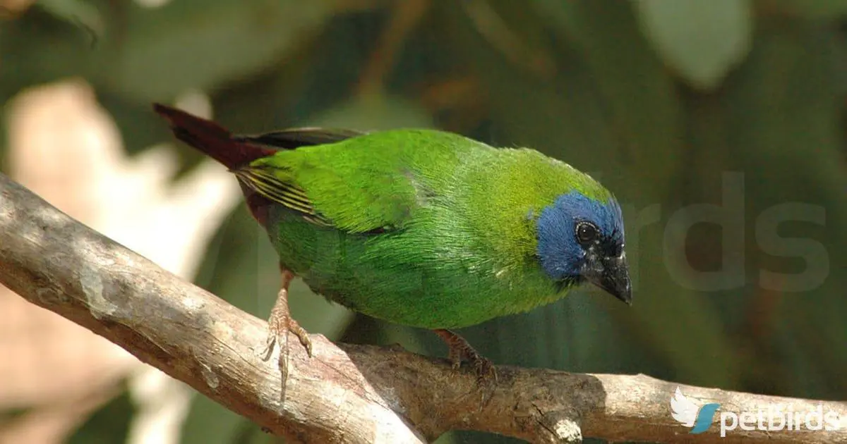 Photo Blue faced parrotfinch