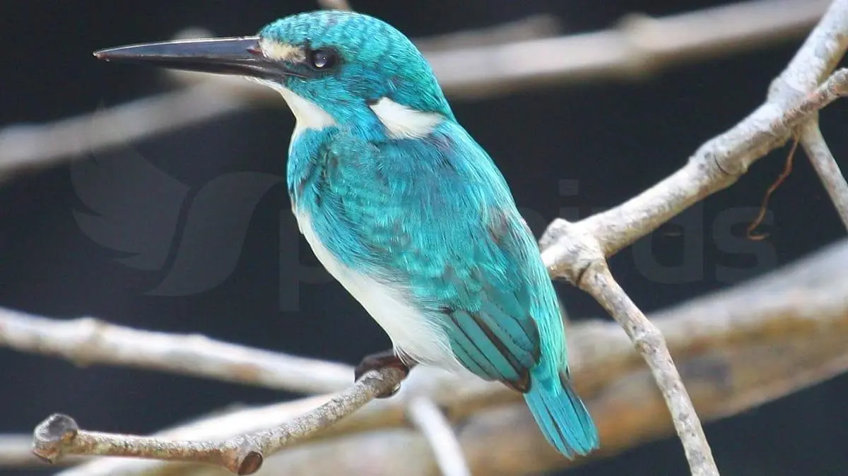 Photo Cerulean kingfisher